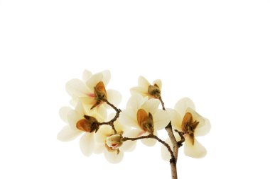 Beyaz bir sırtüstü manolya çiçeği