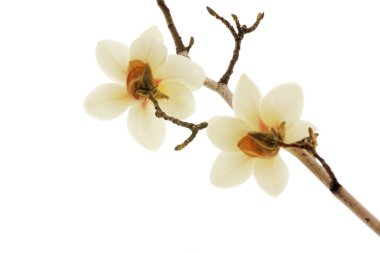 Beyaz bir sırtüstü manolya çiçeği