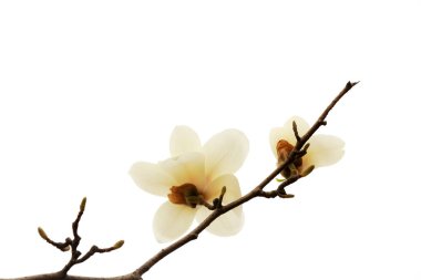 Beyaz bir sırtüstü manolya çiçeği