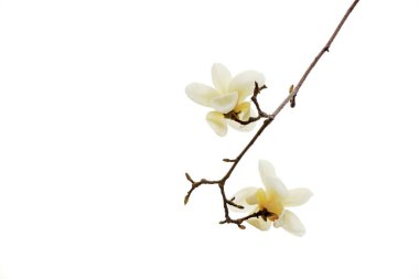 Beyaz bir sırtüstü manolya çiçeği