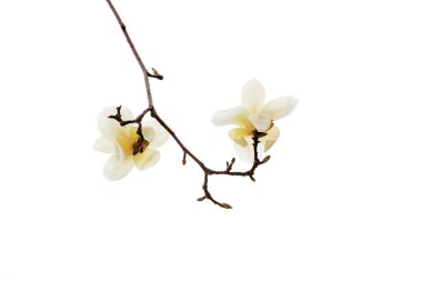 Beyaz bir sırtüstü manolya çiçeği