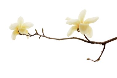 Beyaz bir sırtüstü manolya çiçeği