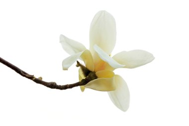 Beyaz bir sırtüstü manolya çiçeği