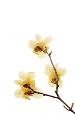 Beyaz bir sırtüstü manolya çiçeği