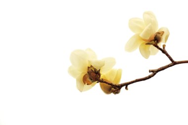 Beyaz bir sırtüstü manolya çiçeği