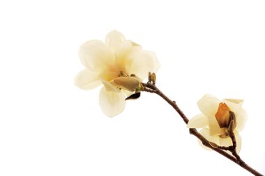 Beyaz bir sırtüstü manolya çiçeği