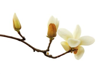 Beyaz bir sırtüstü manolya çiçeği