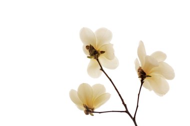 Beyaz bir sırtüstü manolya çiçeği