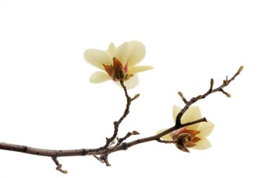 Beyaz bir sırtüstü manolya çiçeği