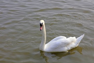 Verrucosa Kuğu, Tangshan, Çin ve Çin 'de bir parkta suda yüzer.