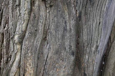 Eski Sophora ağacının kabuk dokusu.