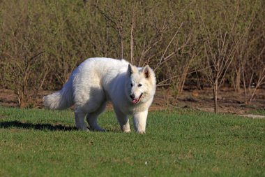 Beyaz Alman Shepher 'ın yakın plan fotoğrafı