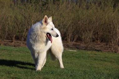 Beyaz Alman Shepher 'ın yakın plan fotoğrafı