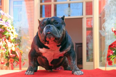 Zorba pitbull. Yakın plan fotoğraf.