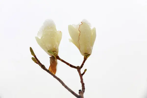 Magnolia flower Covered with ice and sno