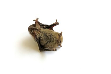 Beyaz bir arka plan üzerinde yarasalar