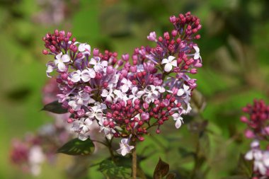Kuzey Çin 'de bir bahçede leylaklar çiçek açıyor.