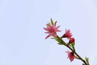 Bahçede çiçek açan Rosaceae çiçekleri, Kuzey Çin