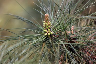 Kuzey Çin 'deki botanik bahçesinde çam çiçekleri.