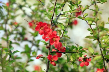 Çiçekli Begonya çiçekleri Kuzey Çin 'deki botanik bahçesinde çiçek açar.