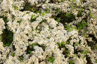 Botanik bahçesinde çiçek açan Spiraea çiçekleri, Kuzey Çin