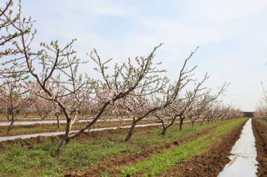 Şeftali çiçekleri mavi gökyüzünde