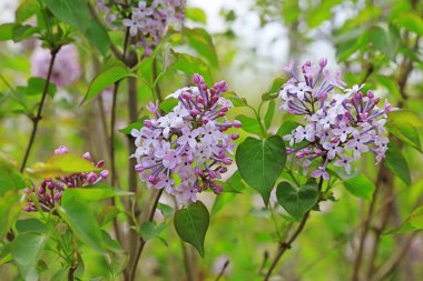 Doğal haliyle leylak çiçekleri