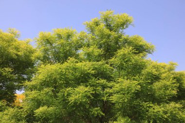 Mavi gökyüzünde Sophora ağacının tacı