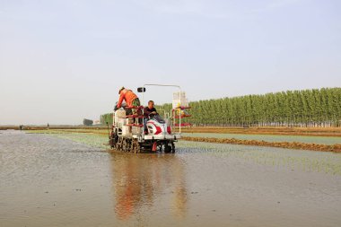 Luannan County - 14 Mayıs 2018: pirinç mekanize nakli, Luannan County, Hebei, Chin