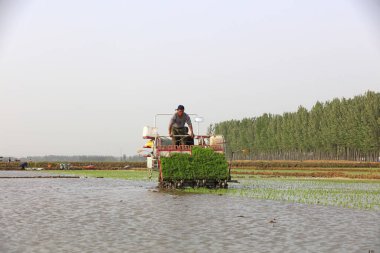 Luannan County - 14 Mayıs 2018: pirinç mekanize nakli, Luannan County, Hebei, Chin