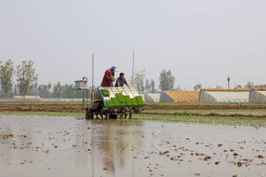 Luannan County - 14 Mayıs 2018: pirinç mekanize nakli, Luannan County, Hebei, Chin