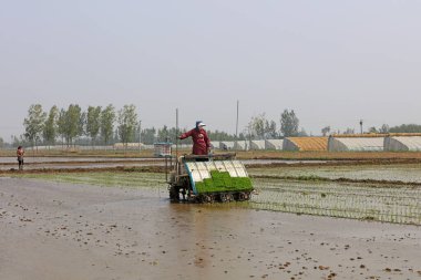 Luannan County - 14 Mayıs 2018: pirinç mekanize nakli, Luannan County, Hebei, Chin