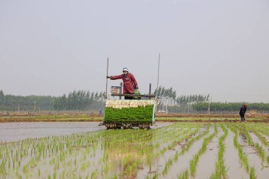Luannan County - 14 Mayıs 2018: pirinç mekanize nakli, Luannan County, Hebei, Chin