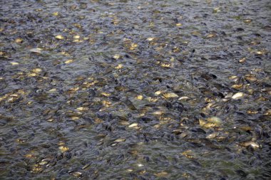 Balık havuzunda çok sayıda sazan balığı var.