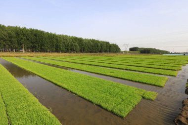 Pirinç filizli yatak, fotoğrafın yakın çekimi.