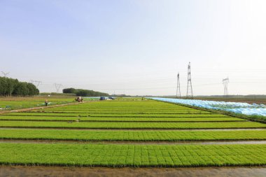 Pirinç filizli yatak, fotoğrafın yakın çekimi.
