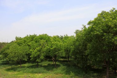 Pagoda ağacı parkta.