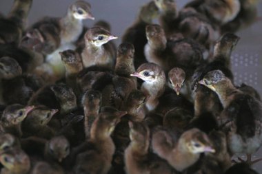 Çiftlikteki tavus kuşu