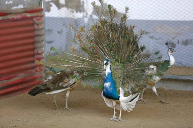 Kuzey Çin 'de bir hayvanat bahçesinde kuyruğunu sallayan tavuskuşu.