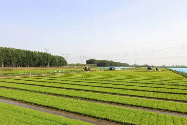 stock image Rice seedling bed closeup of photo