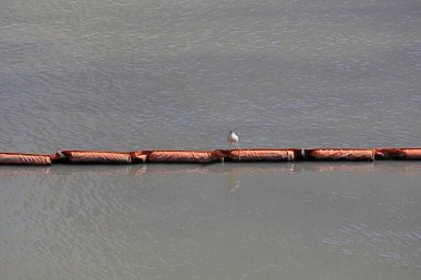 Huangpu Nehri 'nde yaşayan su kuşları, Şangay, Çin