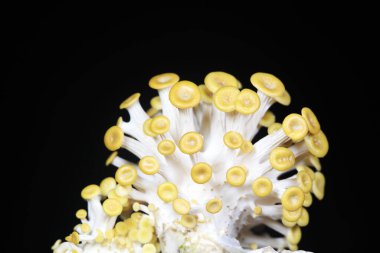 Kuzey Chin 'de bir çiftlikte ekilmiş altın mantar.