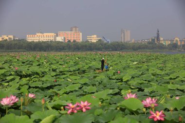 LUANNAN COUNTY, Çin - 7 Haziran 2018: Lotus yaprakları arasında balıkçı tekneleri mekiği, LUANNAN COUNTY, Hebei Eyaleti, Çin