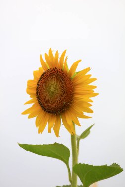 Çiftlikte ayçiçekleri, Çin