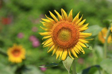 Bir tarlada ayçiçeği çiçekleri