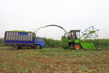 Luannan İlçesi - 30 Ağustos 2018: mısır tarlası, Luannan, Hebei, Chin