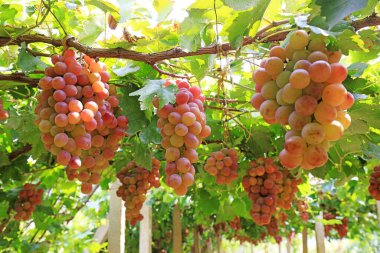 Lulong County, Hebei Eyaleti, Çin 'deki bir çiftlikte olgunlaşmış üzüm.