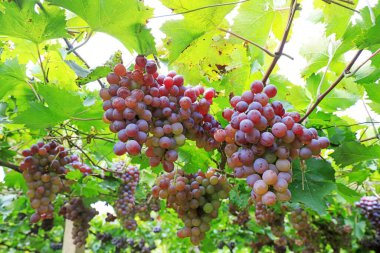 Lulong County, Hebei Eyaleti, Çin 'deki bir çiftlikte olgunlaşmış üzüm.