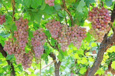 Lulong County, Hebei Eyaleti, Çin 'deki bir çiftlikte olgunlaşmış üzüm.