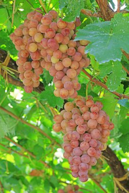 Lulong County, Hebei Eyaleti, Çin 'deki bir çiftlikte olgunlaşmış üzüm.